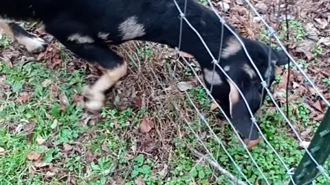 Goats stranguls herself to get what's on the other side