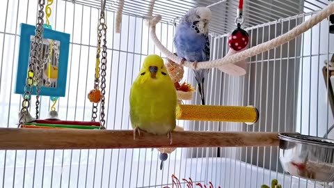 Good Morning!Cute budgies are waking up to a beautiful day #pets #happybudgie #cutebirdsaustralia