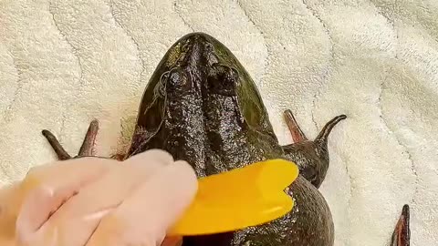 Frog therapy 😆😆