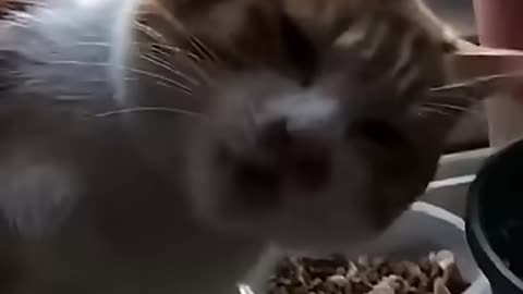 Cats shouldn’t play with fire 🔥🙀_funny _foryou _shortvideo _cutecat _cat _cute _funnyvideo