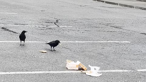 Crows: freeloaders!