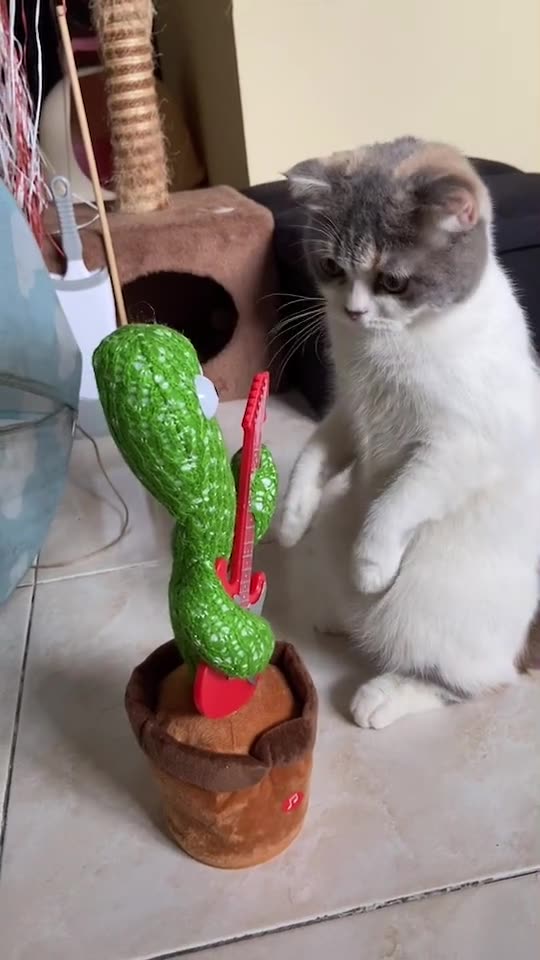 Funny Cat Video 34 - cat is surprised by cactus