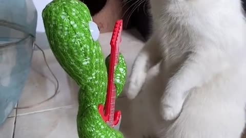 Funny Cat Video 34 - cat is surprised by cactus