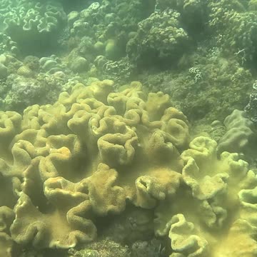 Underwater World, Snorkeling Day