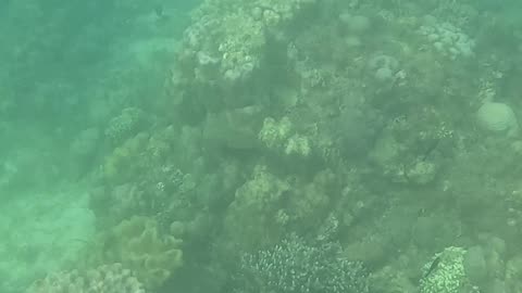 Snorkeling Time