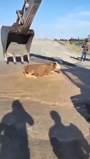 A crane operator saves a cow who fell in a water canal with incredible timing.