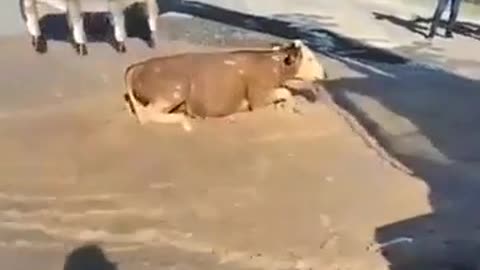 A crane operator saves a cow who fell in a water canal with incredible timing.