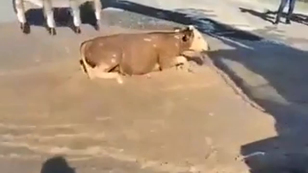 A crane operator saves a cow who fell in a water canal with incredible timing.