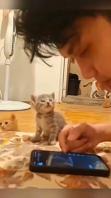 i love u cat so much