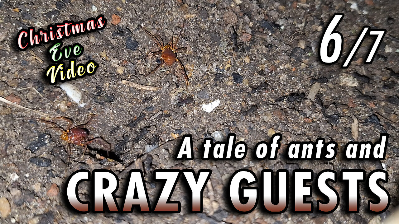 BONUS VIDEO! 🎄🎅🏻 | Ants giving a lesson of coexistence in peace - 6/7