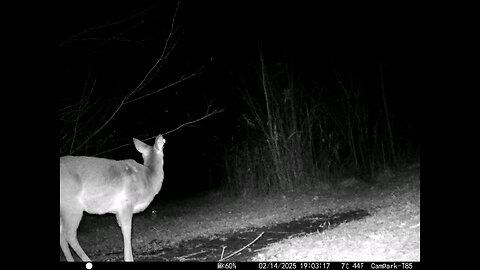 Deer Cam 02-14-2025 Valentine's Day