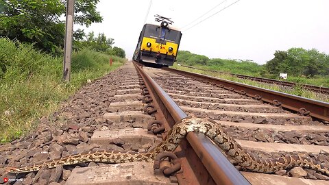 A Serpent's Journey: A Snake Crossing the Railway Tracks in the USA"