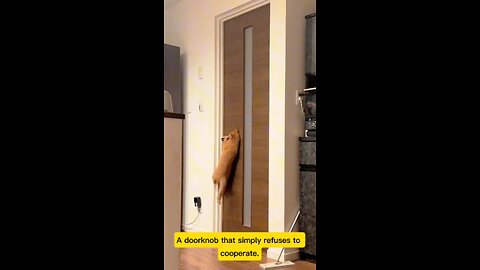 Cat vs. Door Knob – The Ultimate Battle! #cat