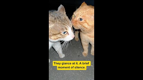 Mysterious CAT conversation #pets #cat #mystery