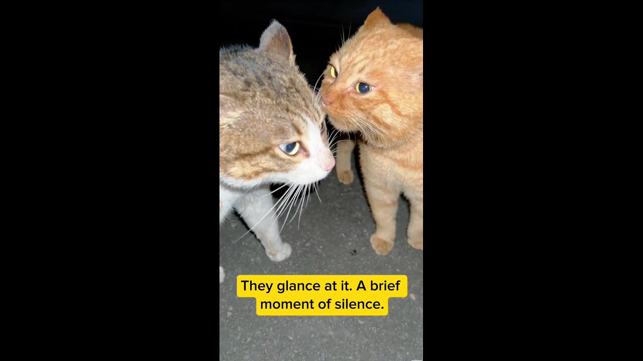 Mysterious CAT conversation #pets #cat #mystery