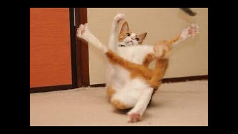 Best Funny Animal Videos 2022 😂 - Funniest Cats And Dogs Videos 😻 - Animal Gags