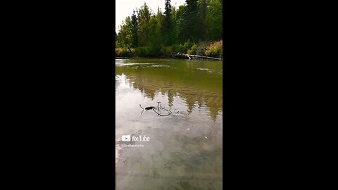 Little Susitna River