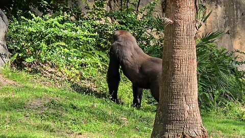 Gorilla in Tampa Busch Gardens