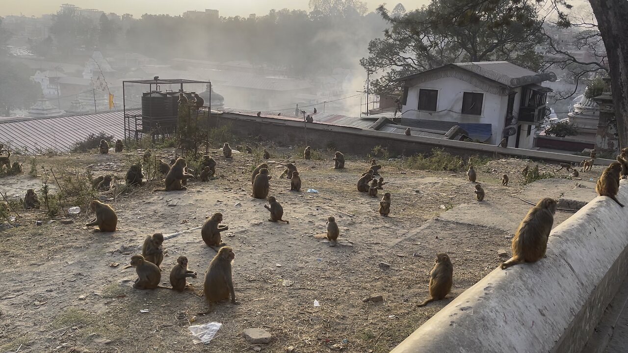 Monkey playing |monkey eating | monkey dancing | monkey in temple | happy monkey