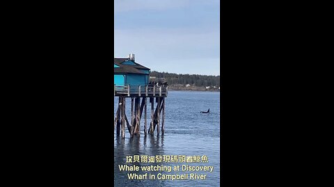 Whale watching at Discovery Wharf in Campbell River