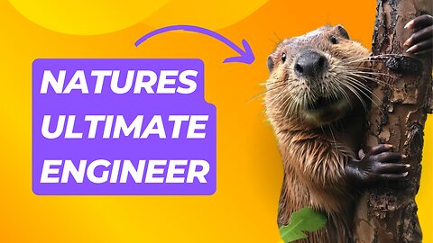 Beavers: Nature’s Adorable Master Builders!