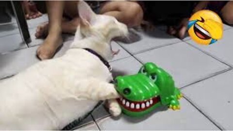 Funniest animals will brighten all your day 😅
