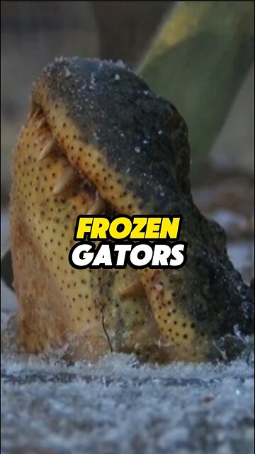 Frozen Gators