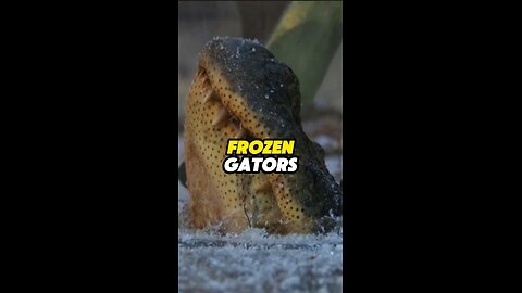 Frozen Gators