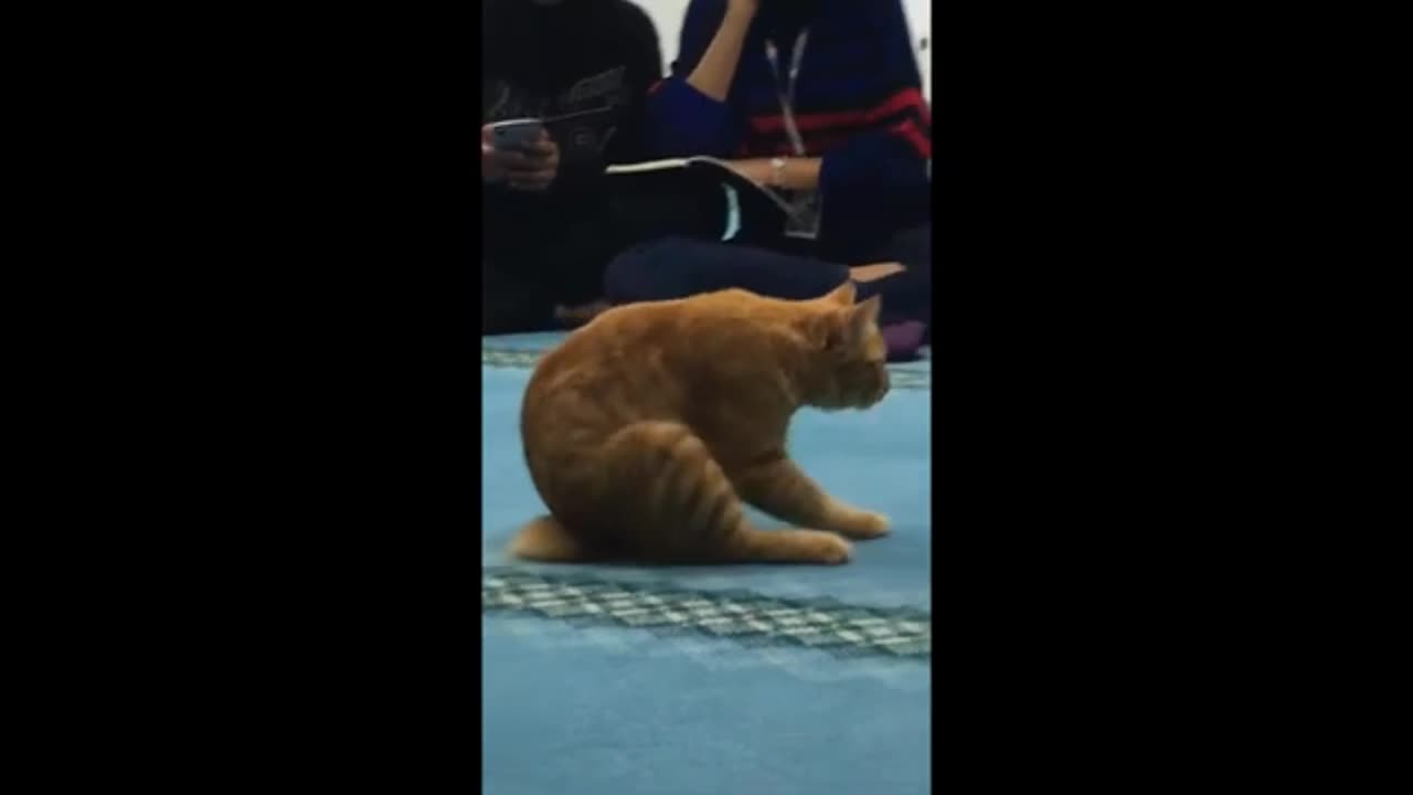 Cat fanny video