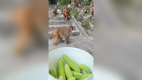 Funny Monkeys Taking their Brekkie 🐵🍌
