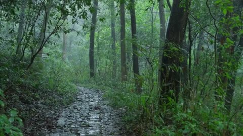 The beautiful mountain forest is raining