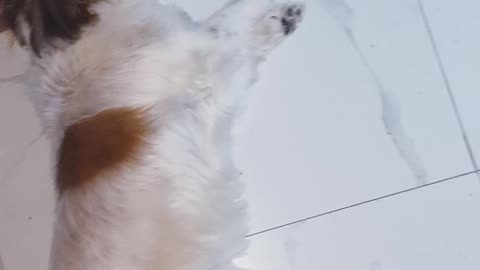 perrito mueve patita
