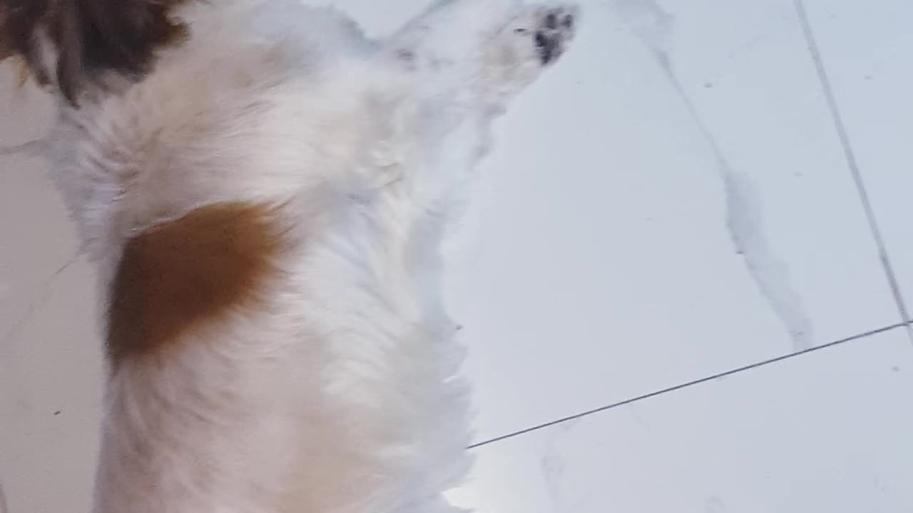 perrito mueve patita
