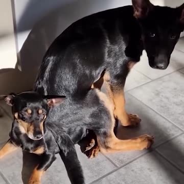 These Dogs Are Not Normal... Especially the Last One! 😱🤣🐶