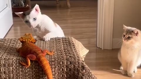 Cat keep beating the poor lizard