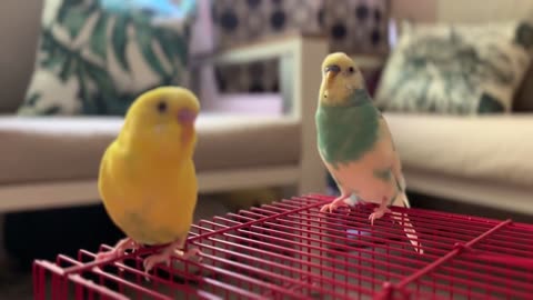 Parakeets cinematic view