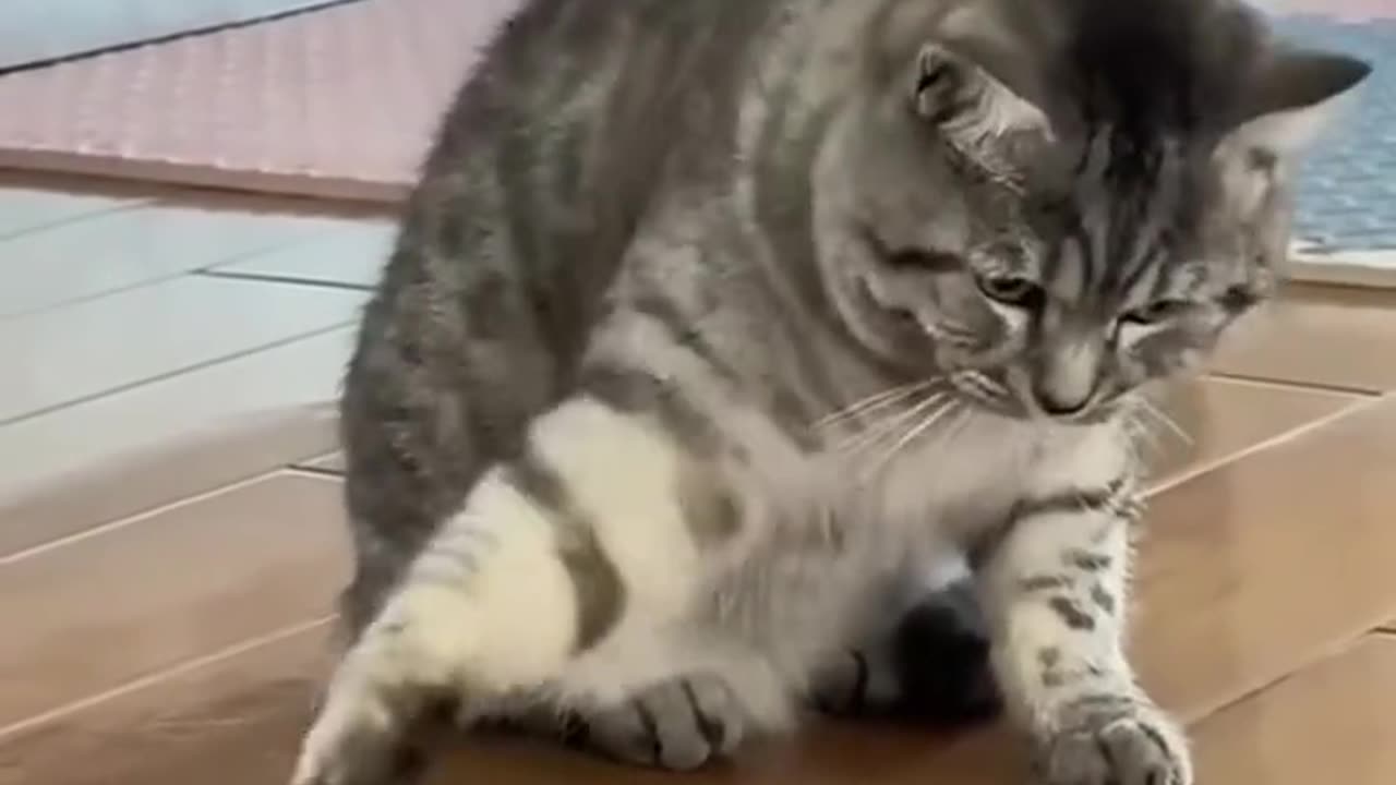 This frog mimics a cat's voice