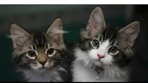 Why cats are the new pigs - and could spark the next pandemic