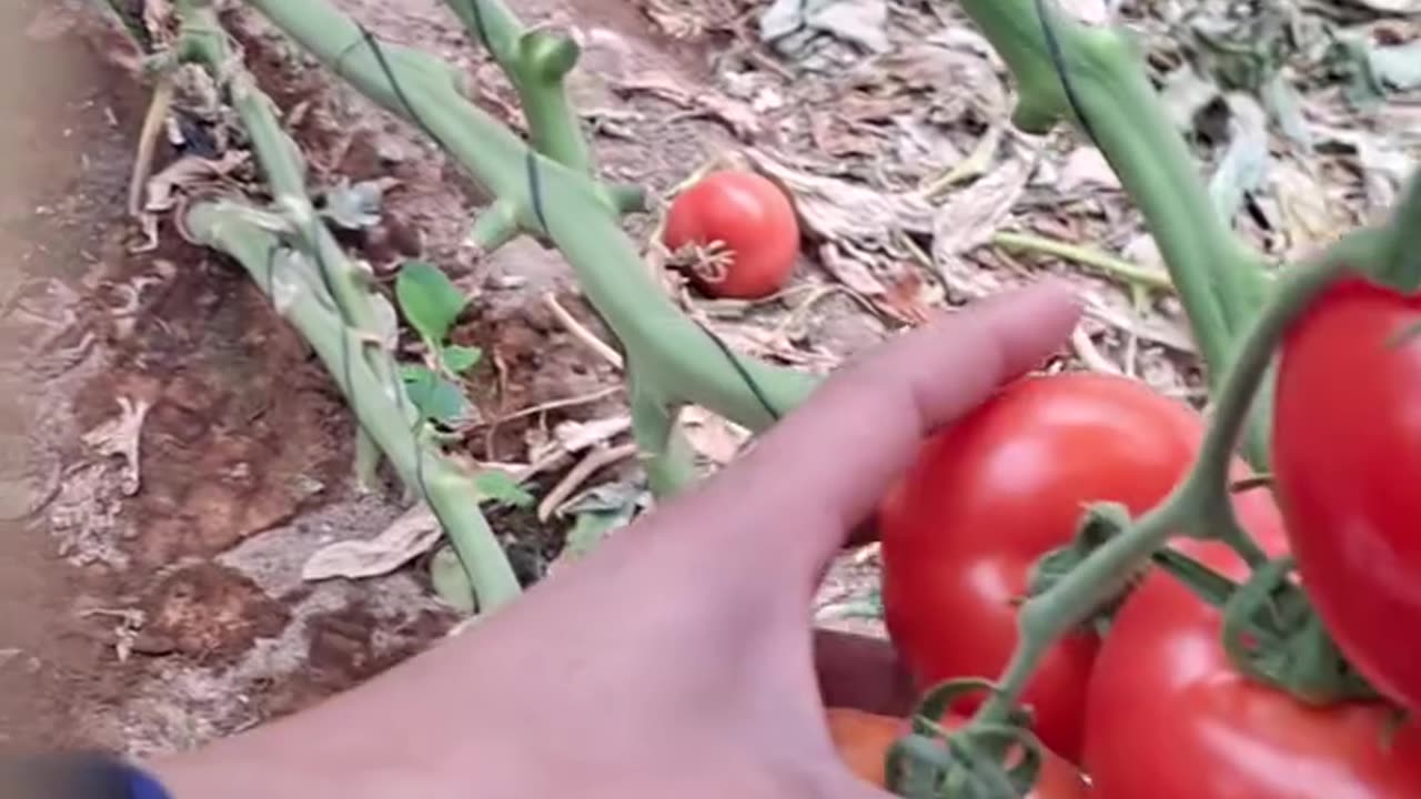 Fresh tomatos
