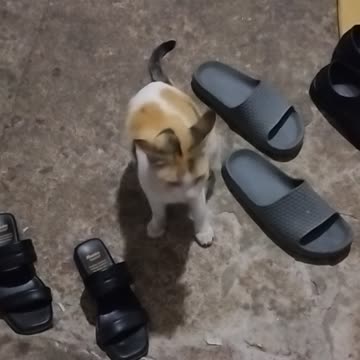 The Hungry Cat: Trouble Sniffing Fish!