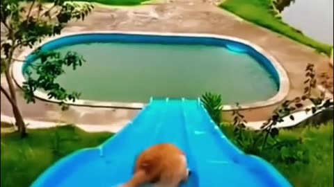 Funny Animal Videos 19