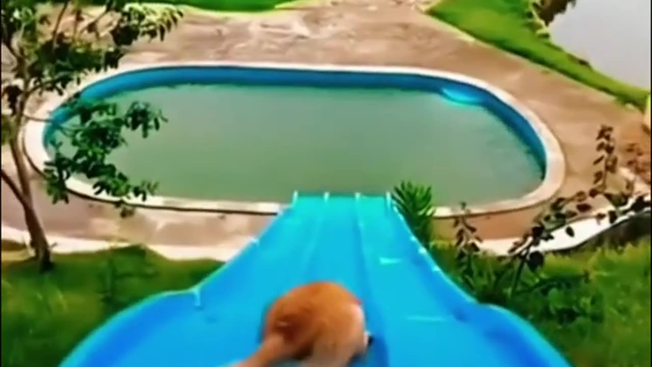 Funny Animal Videos 19