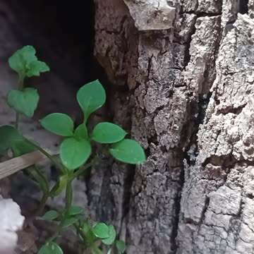 Life in the Heart of Nature – Growth Beside the Tree Trunk