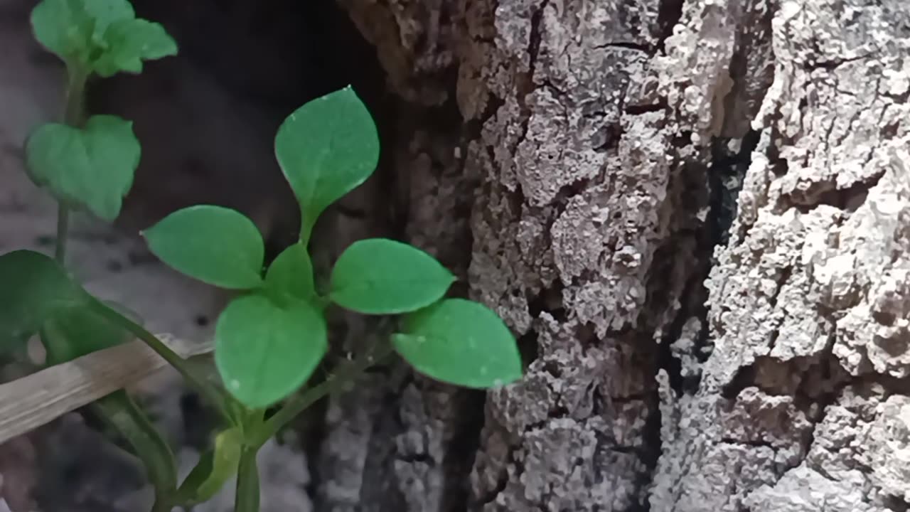 Life in the Heart of Nature – Growth Beside the Tree Trunk