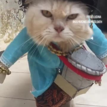 Funny Cat Videos 16 - Cats with unique costumes