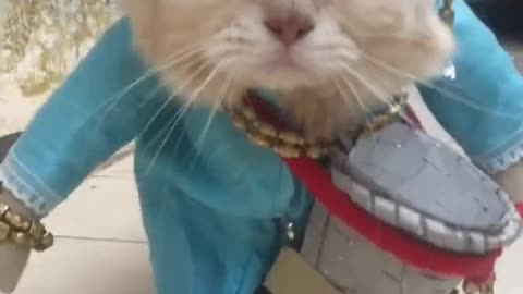 Funny Cat Videos 16 - Cats with unique costumes