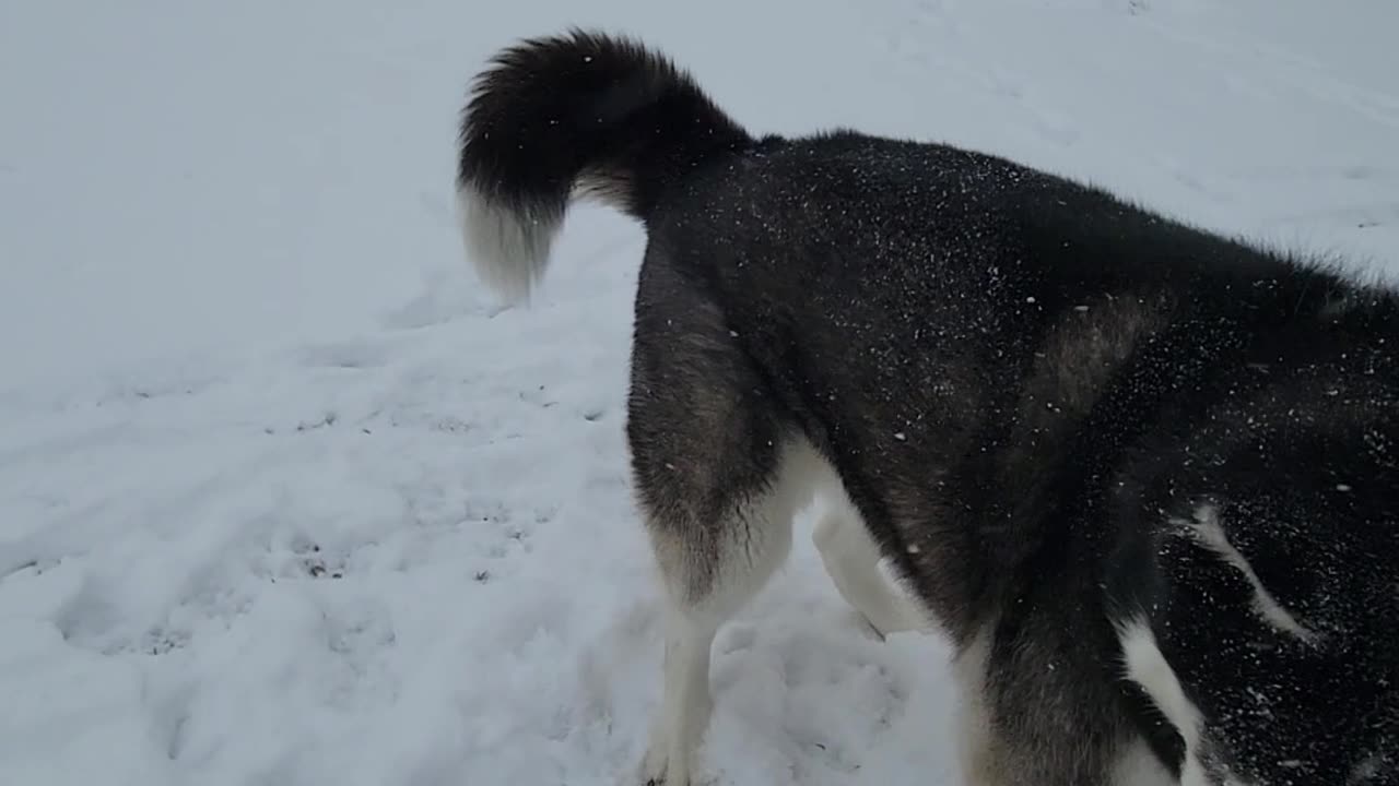 Snowball catching