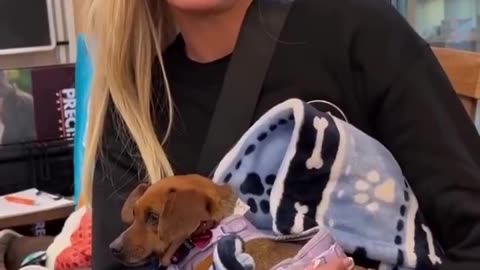 Paris Hilton fosters dog after volunteering at Pasadena Humane for LA wildfire displaced animals. 