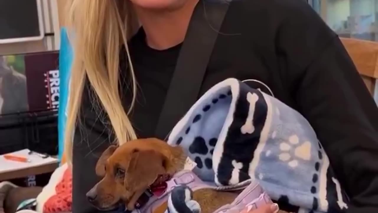 Paris Hilton fosters dog after volunteering at Pasadena Humane for LA wildfire displaced animals.