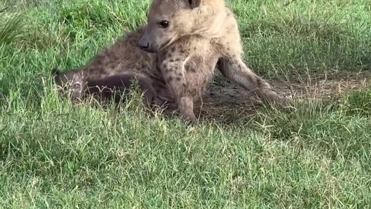 Cute Hyena Cubs